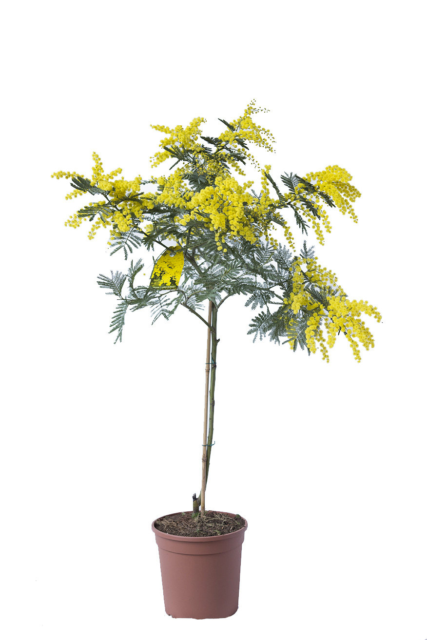 PIANTA DI MIMOSA IN VASO 20.