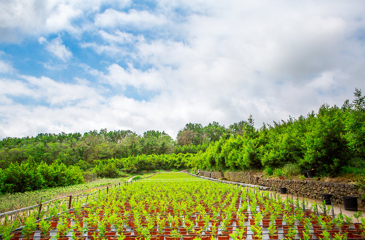 video-azienda-vivaistica-le-palme