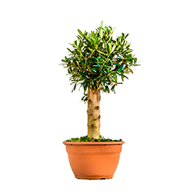 olea-europea-bonsai