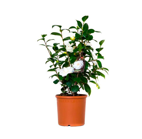 camelia-cespuglio-bianca