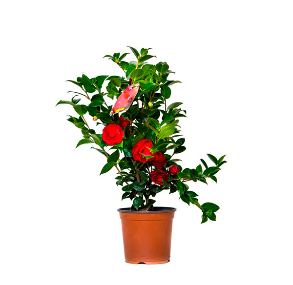 camelia-cespuglio-rossa