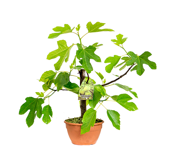 ficus-carica-bonsai