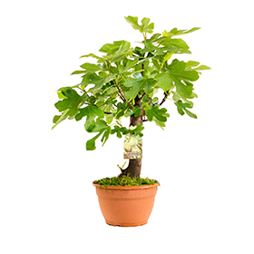 Ficus Carica bonsai