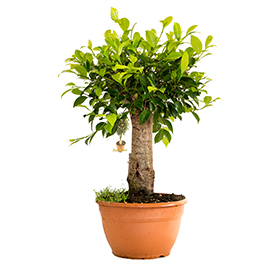 Ficus Retusa bonsai