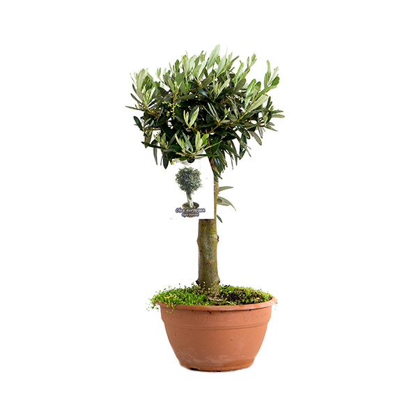 olea-europea-bonsai-30