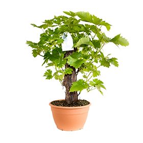 Vite bonsai