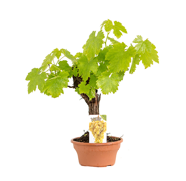 vitis-ciotola-tipo-bonsai-vaso-25