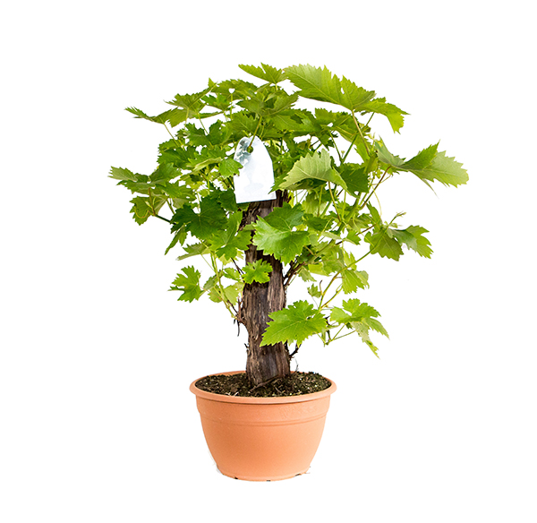 vitis-vaso15-ciot-bonsai
