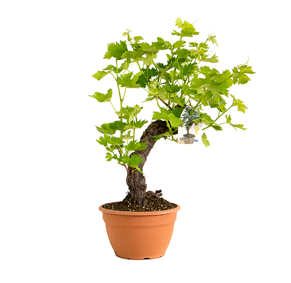 vitis-vaso30-ciot-bonsai