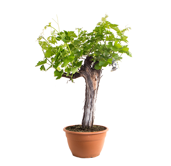 vitis-vaso35-ciot-bonsai